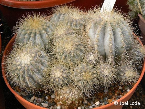 Copiapoa krainziana ©JLcoll.755